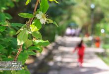 گزارش تصویری | همایش پیاده روی خانوادگی در پردیس معدن آموزشی 